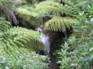 Image of tn_kcglenfield08bcstream.jpg