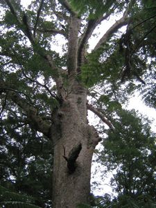 Image of tn_kcglenfield08fdkauri.jpg