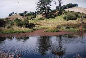 Image of tn_mahurangiabtc02pond.jpg
