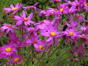 Image of tn_mangawhaioct08bhflowers.jpg