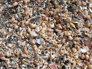 Image of tn_mangawhaioct08bjshells.jpg