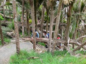 Image of tn_mangawhaioct08ekpalms.jpg