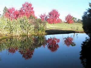 Image of tn_rotoruadaytrampsmay08044.jpg