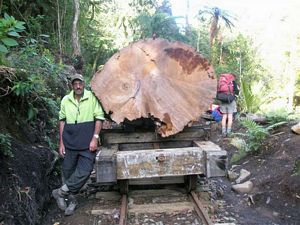 Image of tn_waitawhetatrainmay08067.jpg