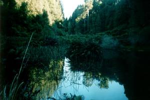 Image of tongariroforest02lagoon.jpg