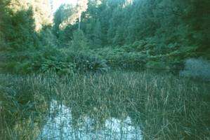 Image of tongariroforest02lagoon3.jpg