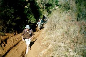 Image of tongariroforest02muddytrack.jpg