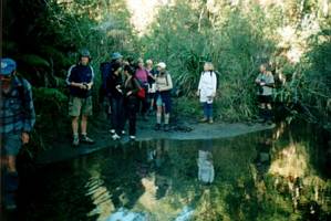 Image of tongariroforest02stream.jpg