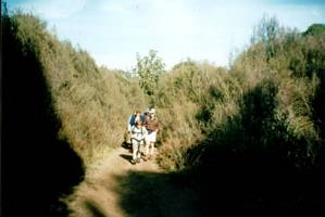 Image of tongariroforest02track.jpg