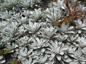 Image of tongarirooct14f.jpg