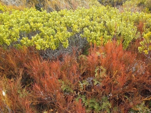 Image of tongarirooct14g.jpg