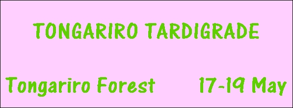 Image of tongarirotardigrade.jpg