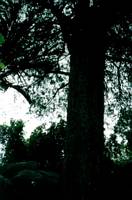 Image of torbay03awarukubigtree.jpg