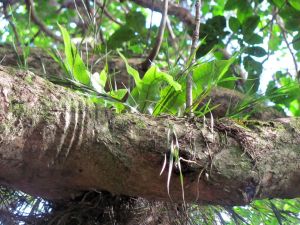 Image of totaraparksep11dgorchid.jpg