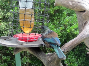 Image of tuiatfeedertiri13.jpg