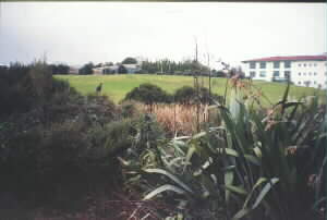 Image of unitecwetlandq.jpg