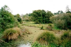 Image of waiatarua02wetland.jpg
