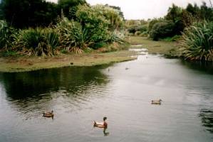 Image of waiatarua02wetland3.jpg