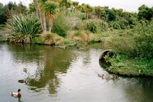 Image of waiatarua02wetland4.jpg