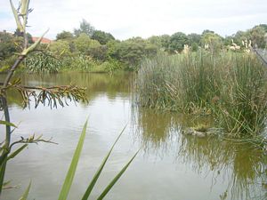 Image of waiataruafeb05michaelspond2.jpg