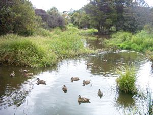 Image of waiataruafeb05waiataruapond2.jpg