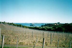 Image of waiheke03churchbay.jpg