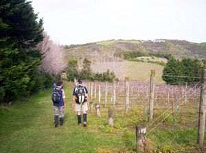 Image of waihekejul06bfvineyard.jpg