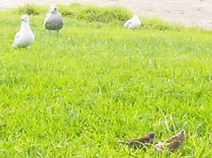 Image of waihekejul06bkbread.jpg