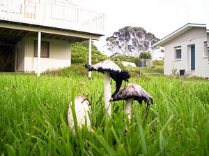 Image of waihibeachmar06amtoadstool.jpg