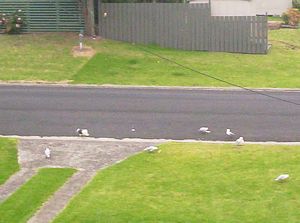 Image of waihibeachmar06cpbread.jpg