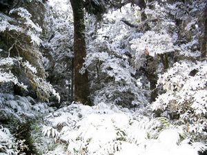 Image of waikareiti05snowbush.jpg