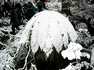 Image of waikareiti05snowfernbrolly.jpg