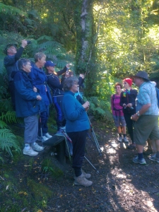 Image of waikaremoana14waterfalls (1).jpg