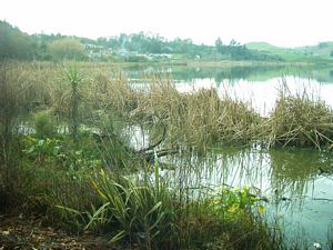 Image of waikatoabtcjul04hakanoalake2.jpg