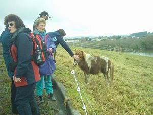 Image of waikatoabtcjul04hakanoaminiaturehorse.jpg