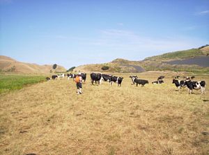 Image of waikoreafeb07bastart.jpg