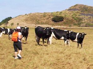 Image of waikoreafeb07bbcows.jpg