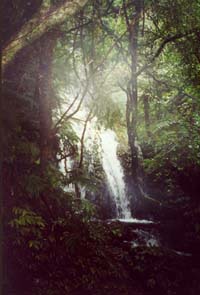 Image of wairongomaipacktrackwaterfallq.jpg