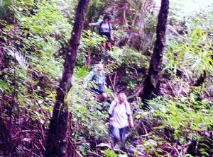 Image of waitakerejune05bushbash3.jpg