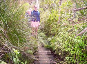 Image of waitakerejune05huiaridgetrackboardwalk.jpg