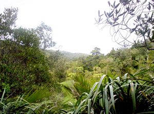 Image of waitakerejune05huiaridgetracktowardssea.jpg