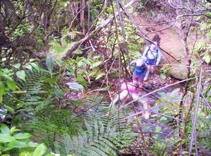 Image of waitakerejune05odlinsfirststream.jpg
