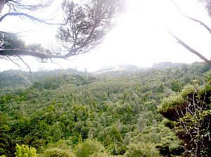 Image of waitakerejune05odlinsview.jpg