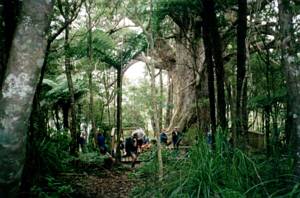 Image of waitakeremar03kauri.jpg