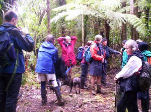 Image of waitakerereservoirs05hamiltontrack.jpg