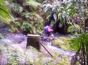 Image of waitakerereservoirs05upperhuiastream.jpg