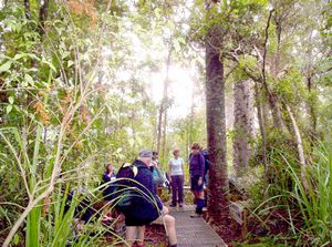 Image of waitakeresmay06abupperkauritrack.jpg