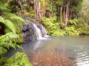 Image of waitakeresmay06aopigwallowstream.jpg
