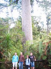 Image of waitakeresmay06qaucklandcitywalk.jpg