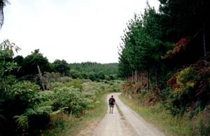 Image of waitangi03forestaftermorningtea.jpg